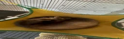 Ferret rodents for sale: Two stunning semi tamed ferrets  in Derby - Advert 1