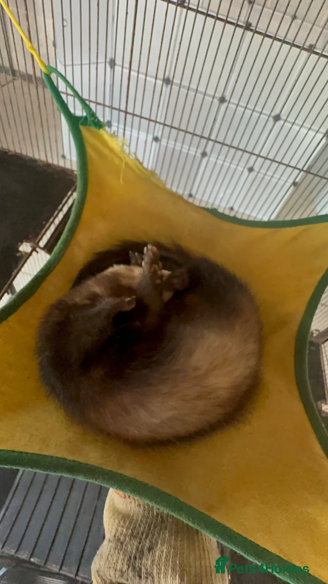 Ferret rodents for sale: Two stunning semi tamed ferrets  in Derby - Advert 1