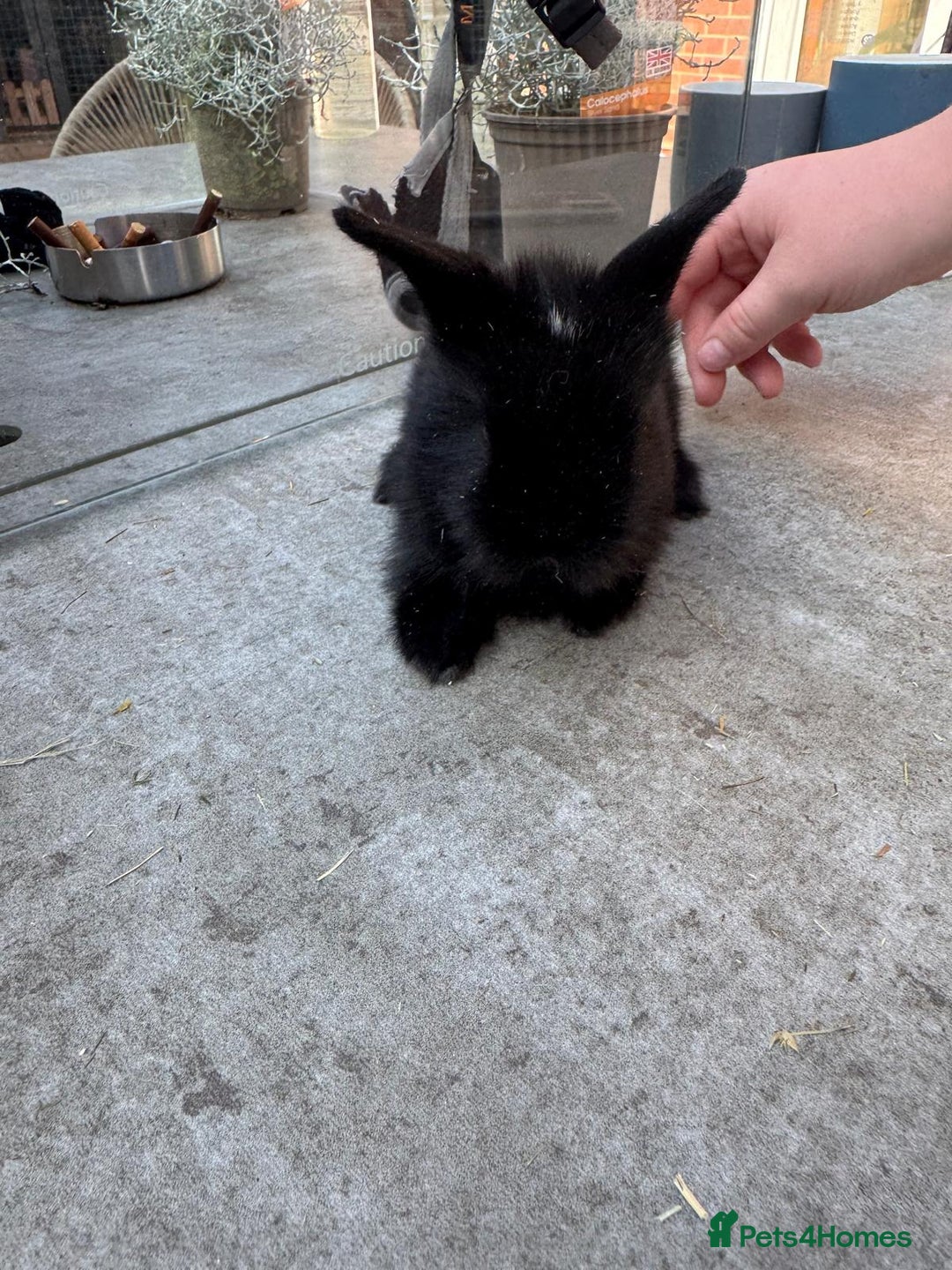 Dwarf Lop rabbits for sale: Dwarf lop kitts  - Image 9