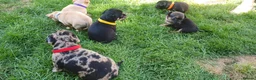 Mixed Breed dogs for sale: Beautiful Puppies  in Martock - Advert 3