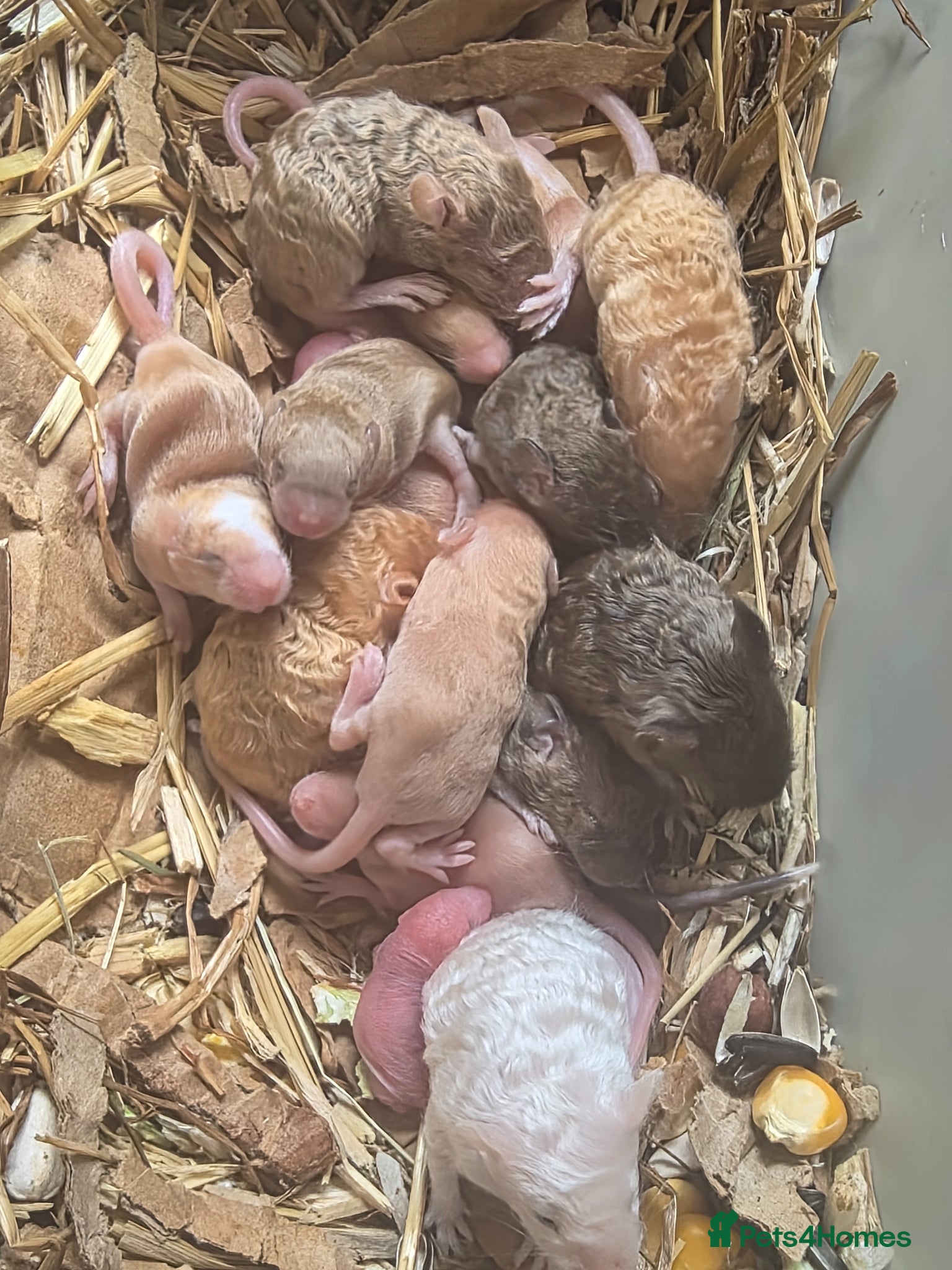 Mouse rodents Baby mice, well handled texal and fancy - Advert 6