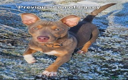 Jack Russell dogs for sale: Pure Jack russell puppies. Ultra-Rare colored.  - Advert 30