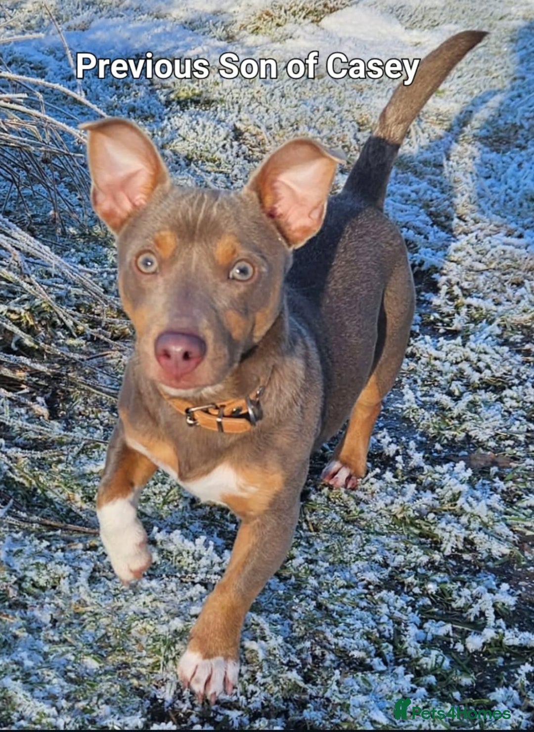 Jack Russell dogs for sale: Pure Jack russell puppies. Ultra-Rare colored.  - Advert 30