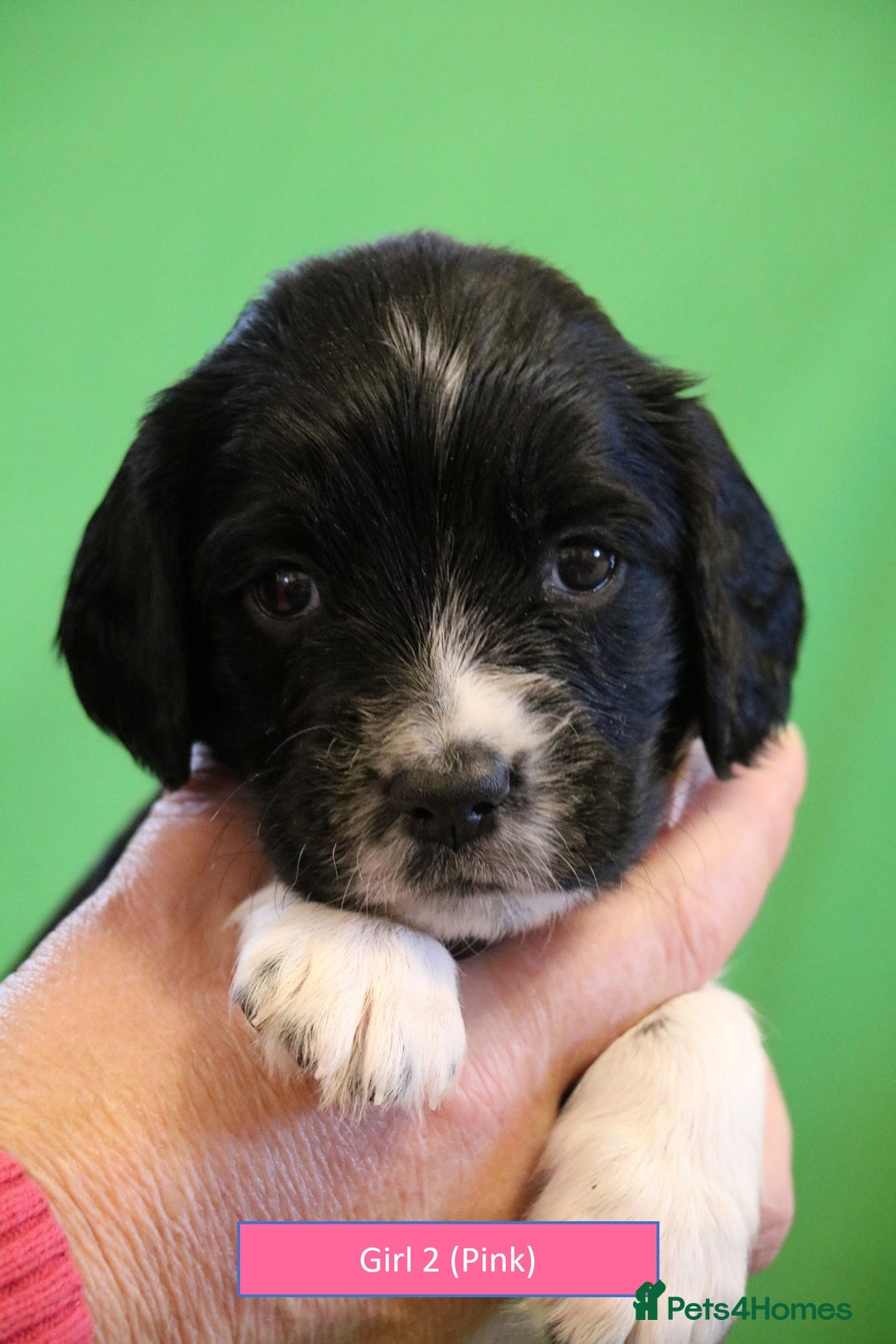 English Springer Spaniel dogs for sale: Health Tested English Springer Spaniel Puppies - Advert 5