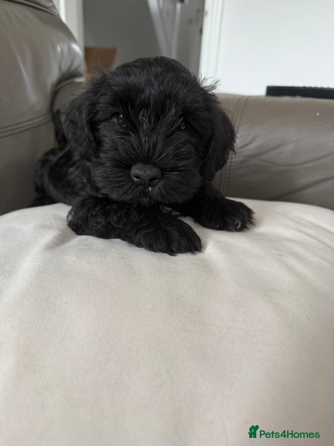 Miniature Schnauzer dogs for sale: KC MAC Quality Black Miniature schnauzers  - Advert 6