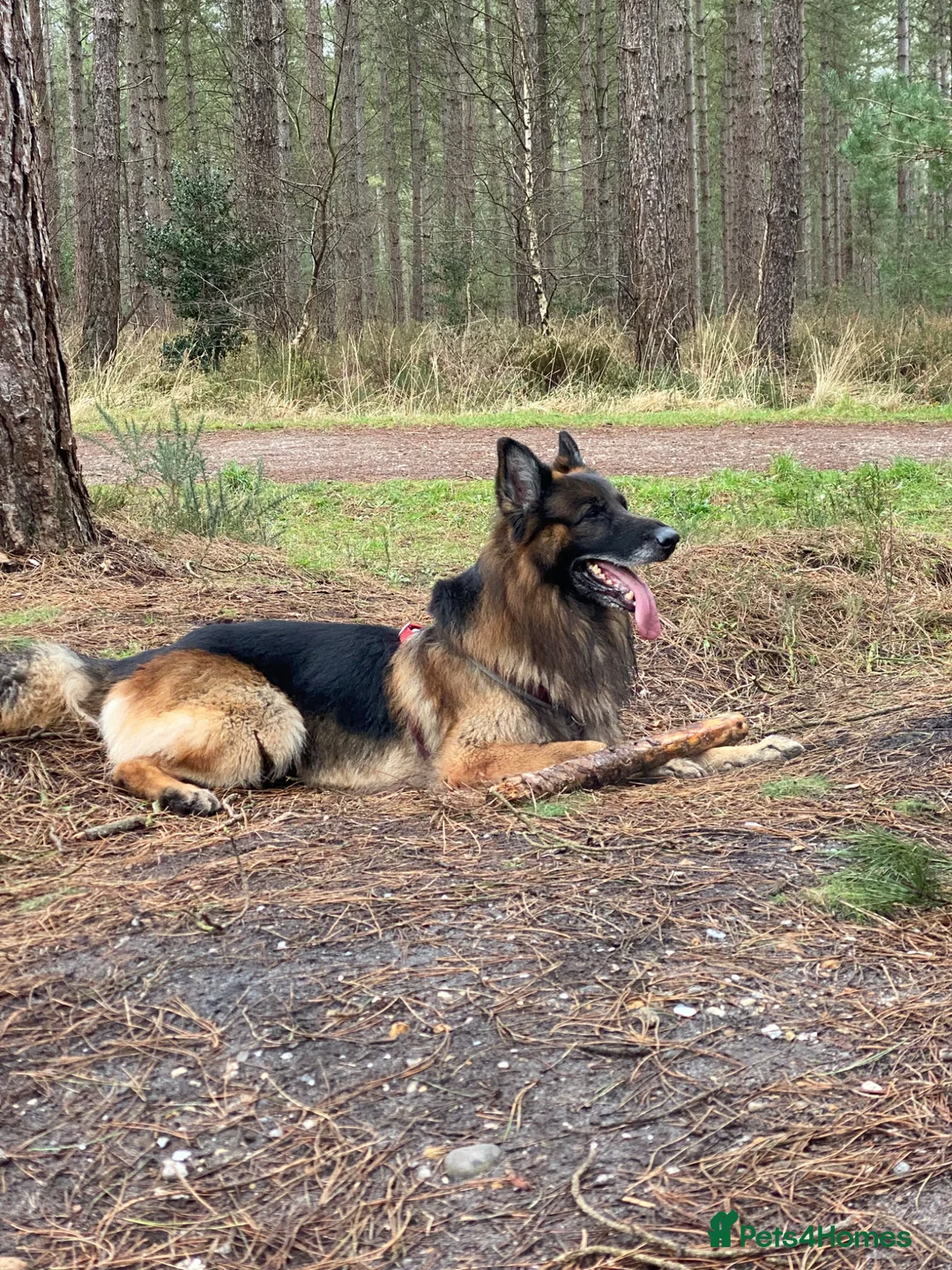 German Shepherd dogs for sale: 8 yo GSD  - Advert 5