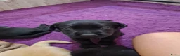 Labrador Retriever dogs for sale: Ready to leave! black KC Labrador Puppies - Advert 11
