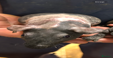 Guinea Pig rodents - Advert 6