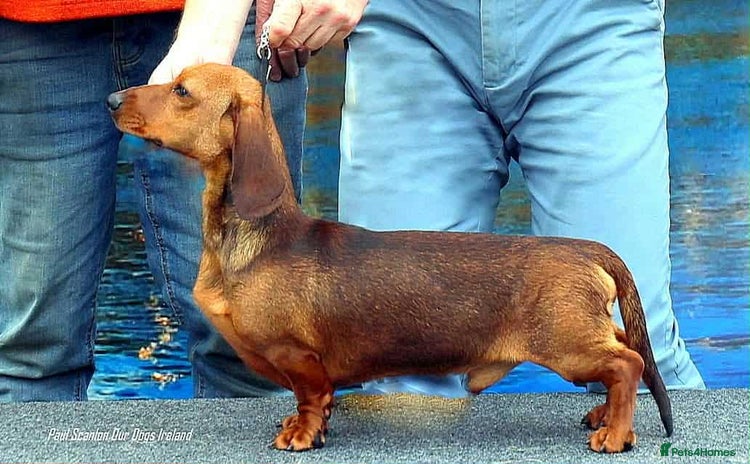 Miniature Dachshund dogs - Advert 15