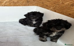 Jackapoo dogs for sale: Absolutely stunning jackapoo - Image 7