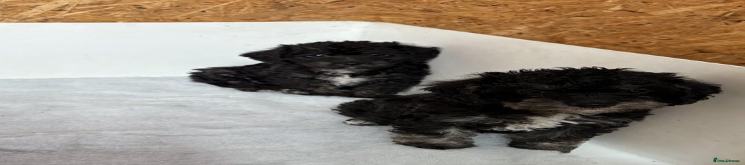 Jackapoo Puppy 5