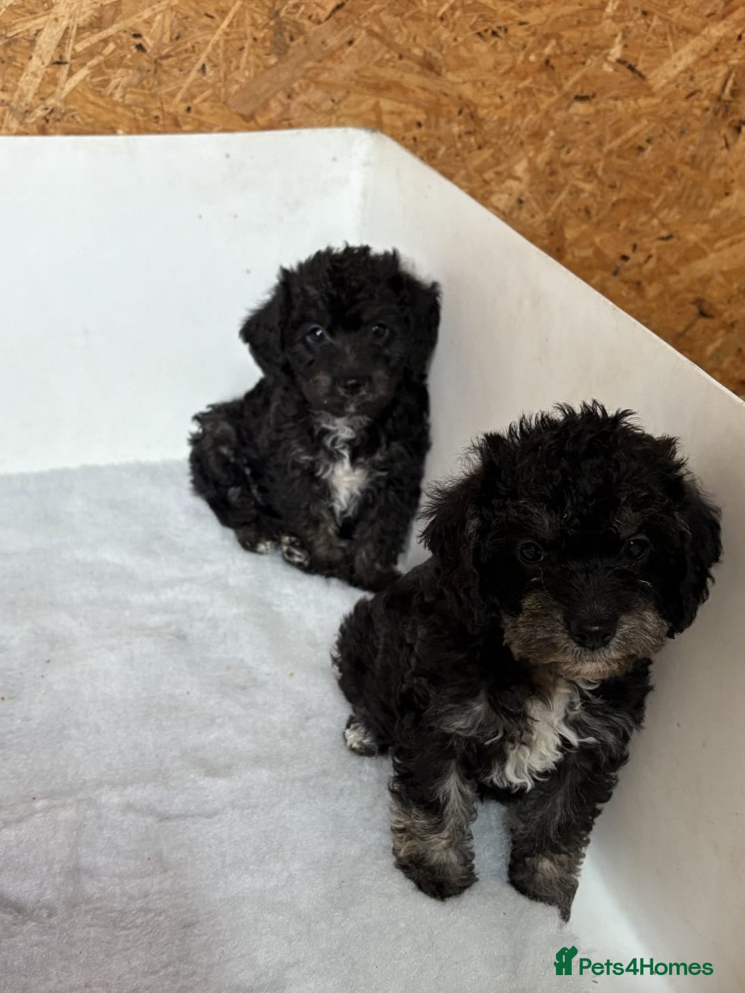 Jackapoo dogs for sale: Absolutely stunning jackapoo - Image 7