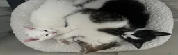 Turkish Angora cats for sale: White and tabby kitten  in Leicester - Advert 12