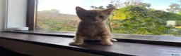 Mixed Breed cats for sale: 🐾 Adorable ginger kittens for sale, Chester 🐾  - Advert 22