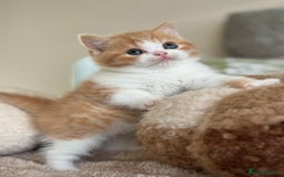British Shorthair cats for sale: Tica reg red bi colour kitten boy  - Image 2