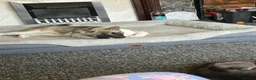 Akita dogs for sale: female akita puppy  - Advert 5