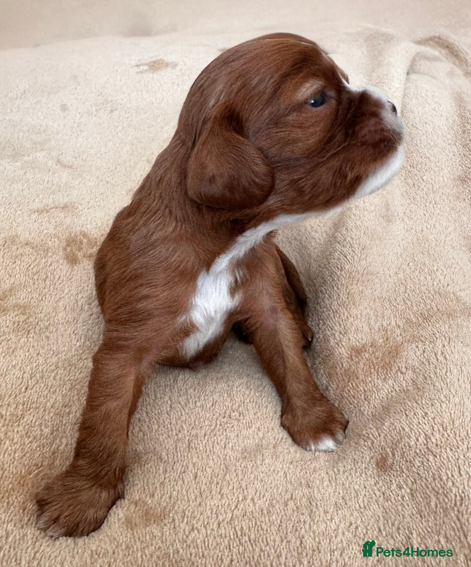 Cavalier King Charles Spaniel dogs KC reg.⭐️ Chocolate carrier⭐️DNA tested COI 0.2!⭐️ - Advert 8