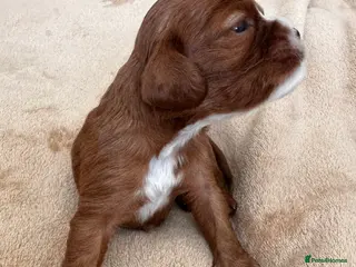 Cavalier King Charles Spaniel dogs KC reg.⭐️ Chocolate carrier⭐️DNA tested COI 0.2!⭐️ - Advert 8