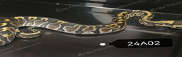 Python Snake reptiles for sale: Royal Python babies - Advert 2