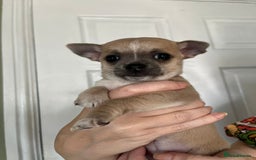 Chihuahua dogs for sale: Two beautiful Chihuahua Puppies  - Image 3