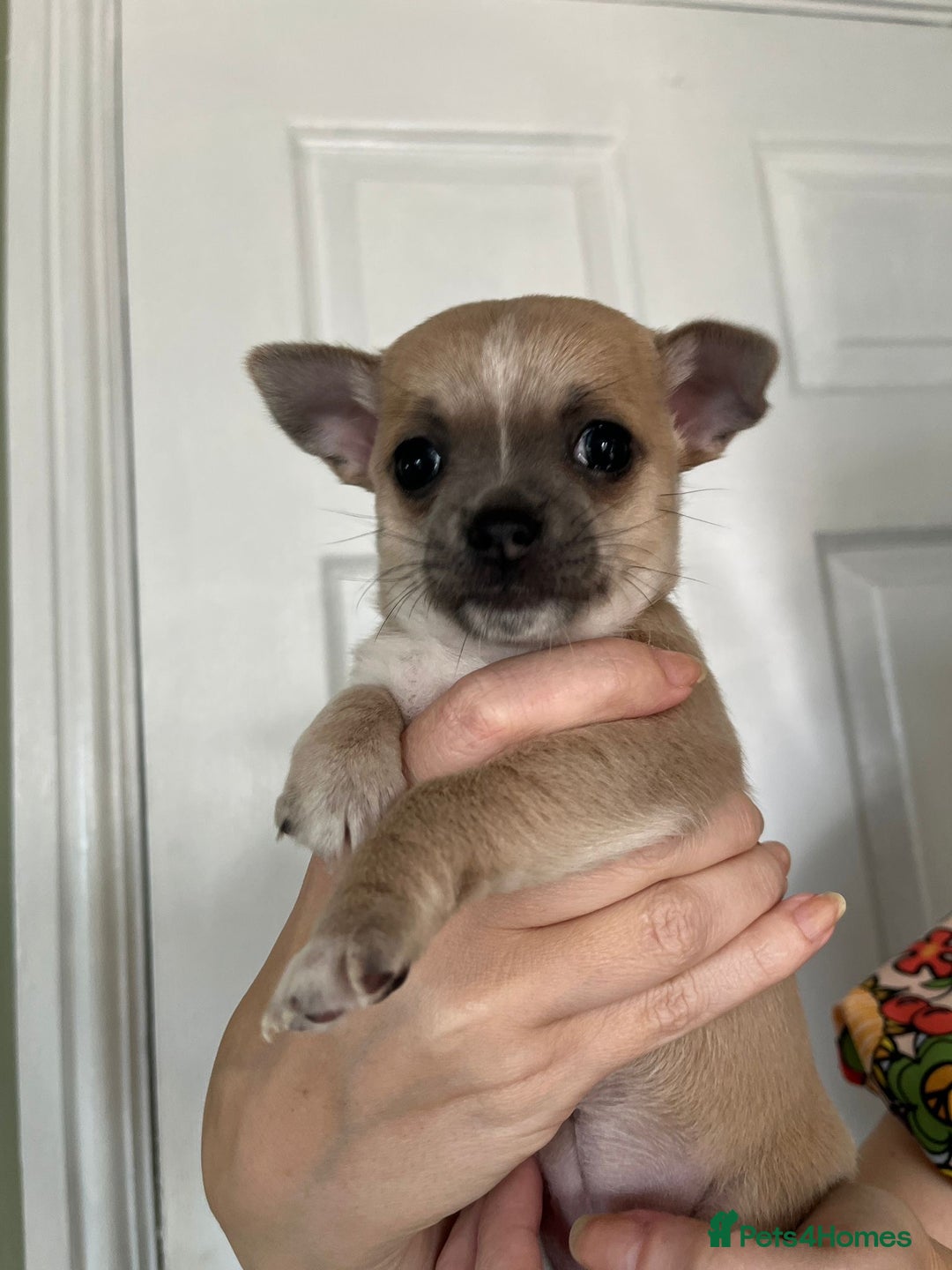Chihuahua dogs for sale: Two beautiful Chihuahua Puppies  - Image 3