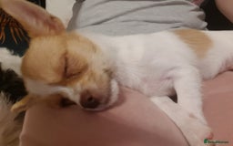 Chihuahua dogs for adoption: ❤️🐶 TOFFEE & COOKIE 🐶❤️ - Image 7