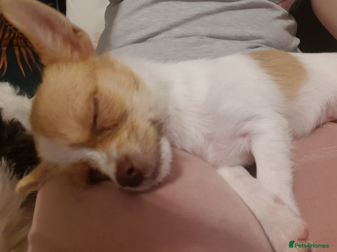 Chihuahua dogs for adoption: ❤️🐶 TOFFEE & COOKIE 🐶❤️ - Image 7