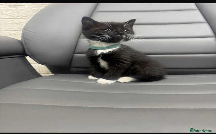 Mixed Breed cats Last kitten - Advert 7