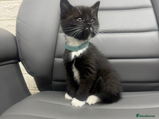 Mixed Breed cats Last kitten - Advert 1