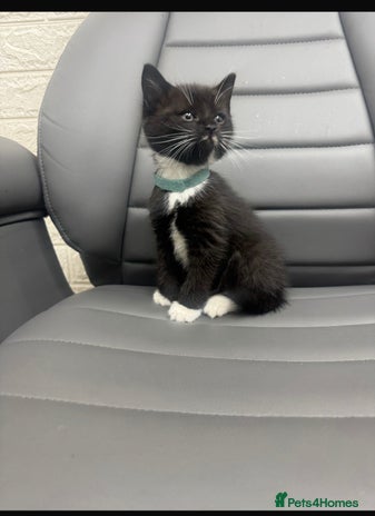 Mixed Breed cats Last kitten - Advert 7