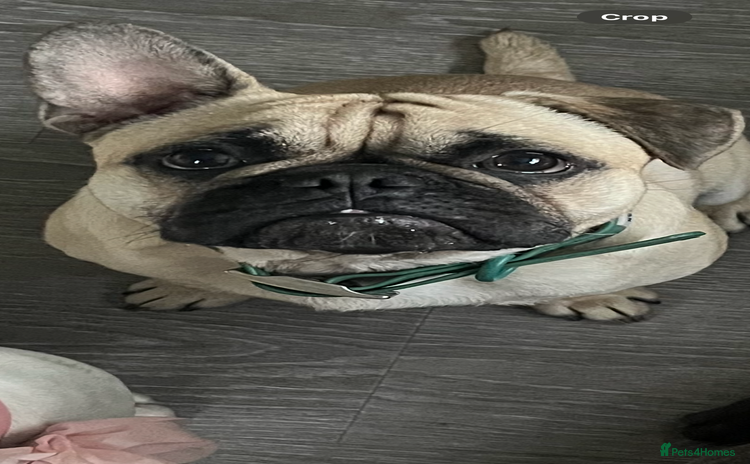 Frug dogs - Advert 3