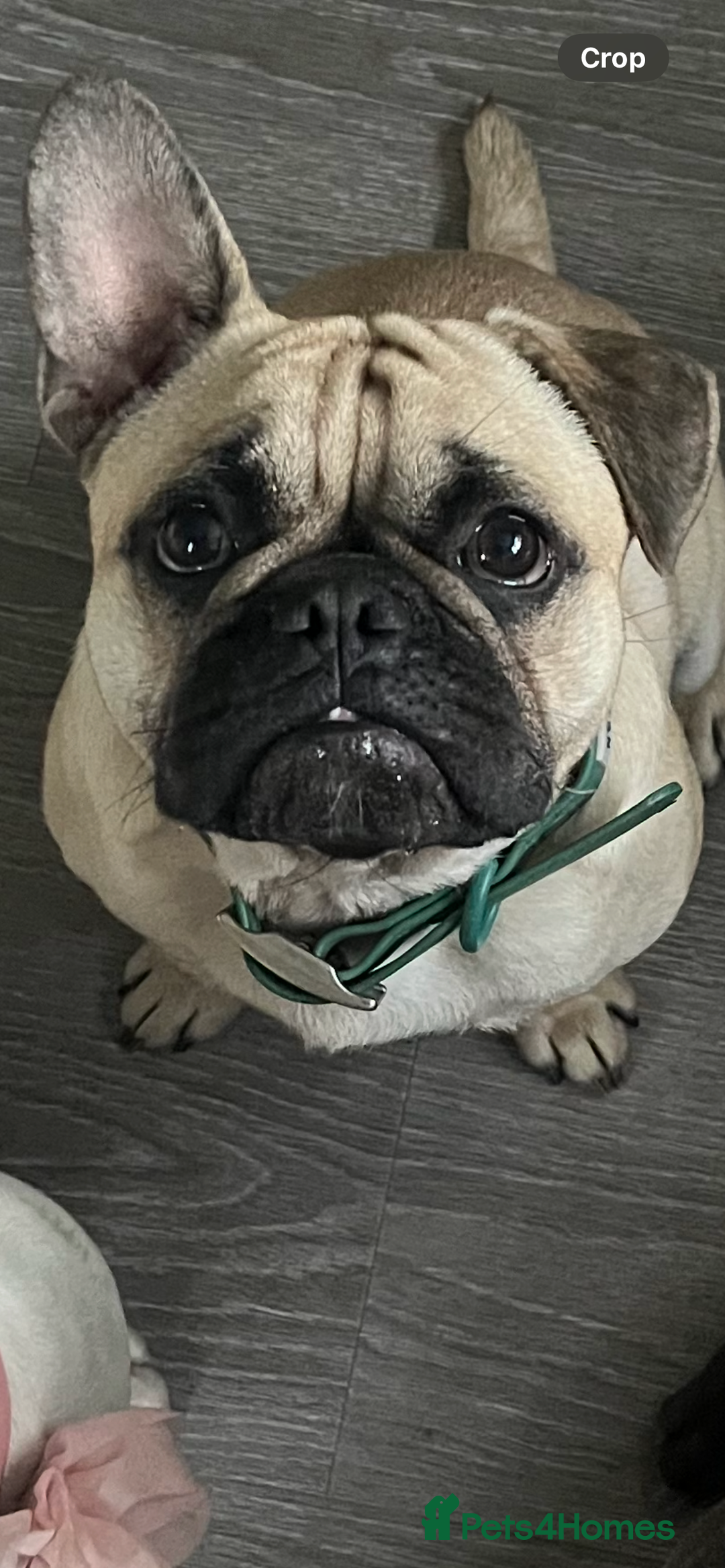 Frug dogs for sale: Gizmo ❤️ - Image 1