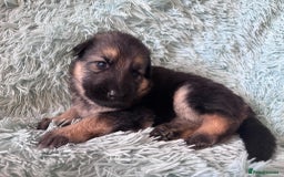 German Shepherd dogs for sale: German Shepard KC Reg Puppies in Scunthorpe - Image 19