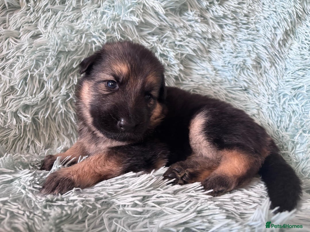 German Shepherd dogs for sale: German Shepard KC Reg Puppies in Scunthorpe - Image 19