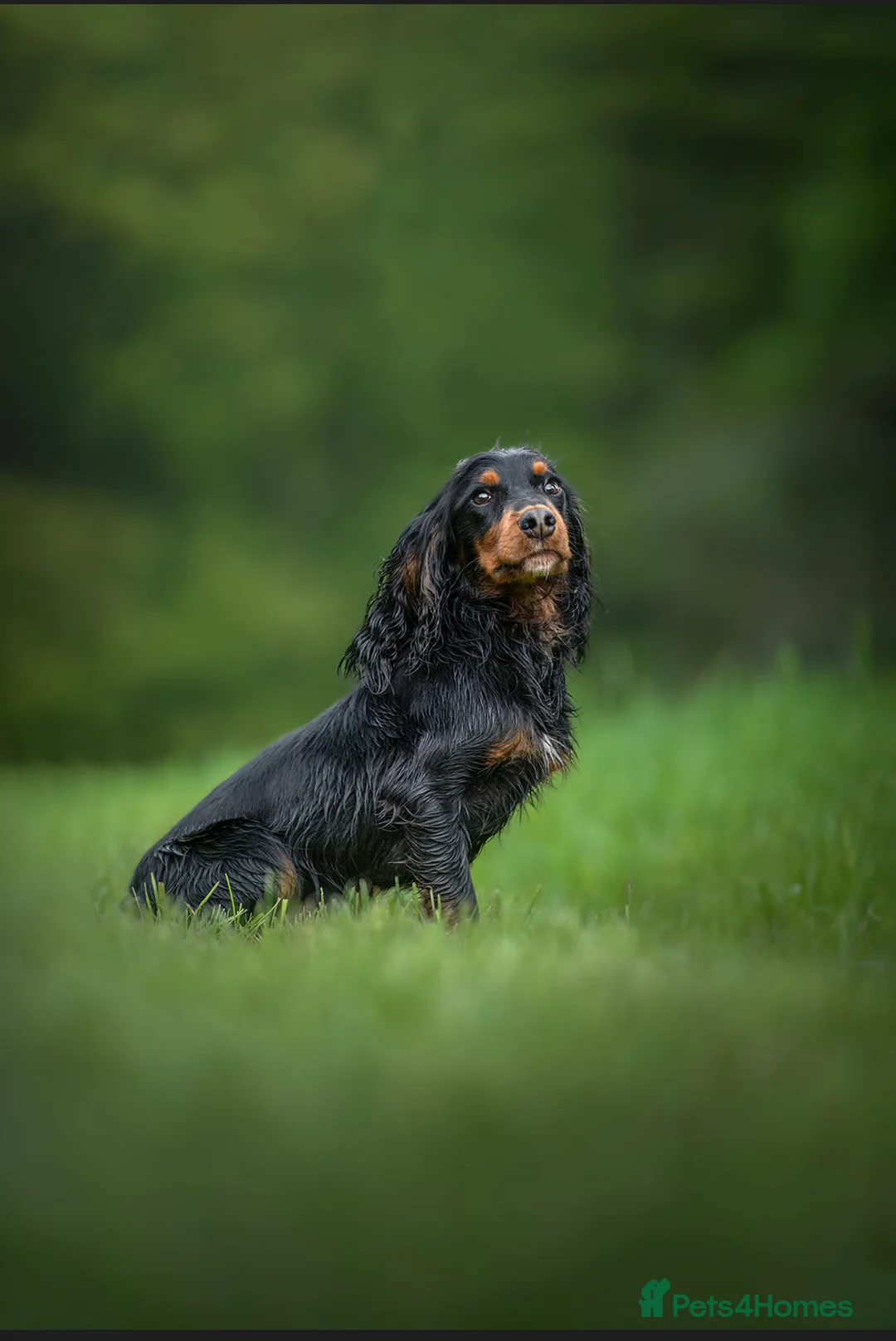 Cocker Spaniel dogs for stud: Woody standing at stud in Pershore - Advert 3