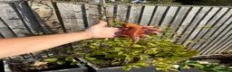 Bearded Dragon reptiles for sale: bearded Dragons. Red monsters. Tigers. Etc  - Advert 8