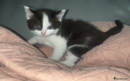 Ragdoll cats for sale: (2 GIRLS LEFT) 3 BiColour Ragdoll Ready in 3Weeks - Image 21