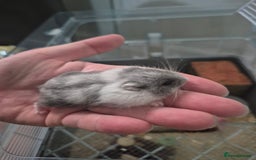 Hamster rodents for sale: Russian hamsters babies  - Advert 2