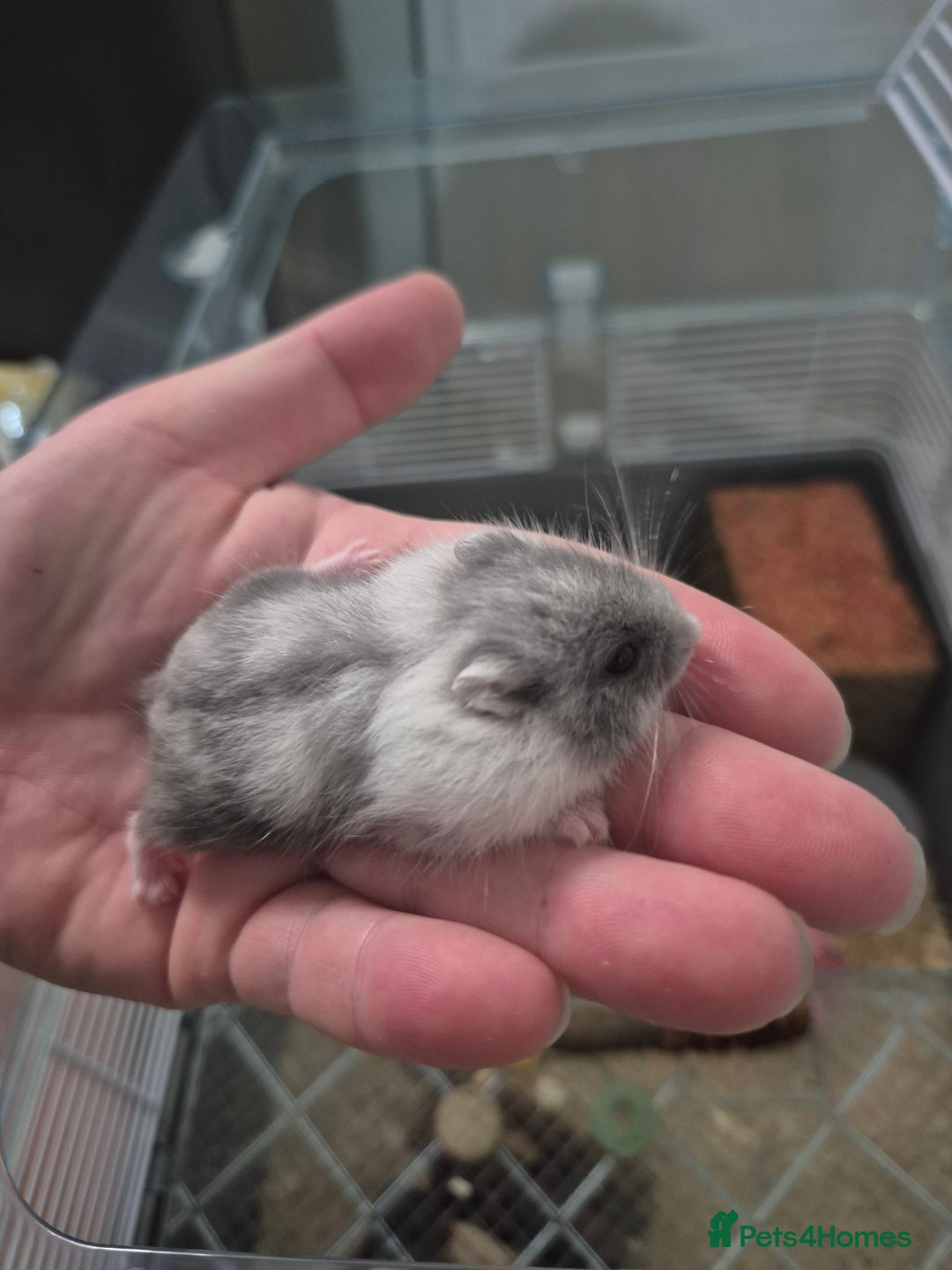 Hamster rodents for sale: Russian hamsters babies  - Advert 2