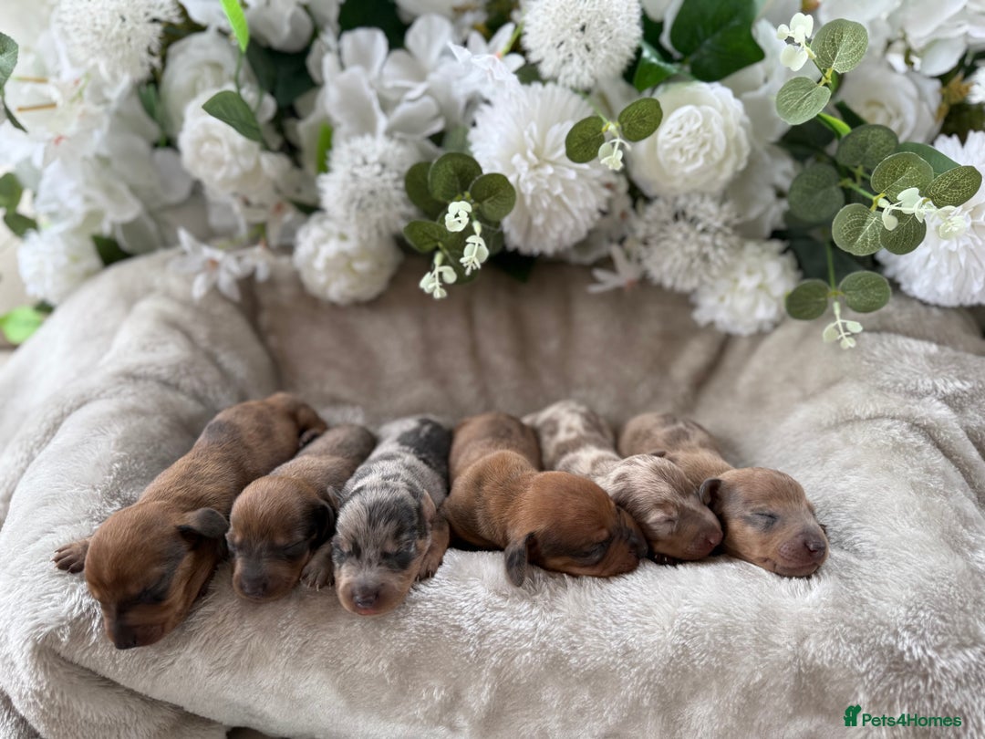 Miniature Dachshund dogs for sale: ⭐️Beautiful litter Of Rainbow Dachshund Puppies⭐️ - Image 7