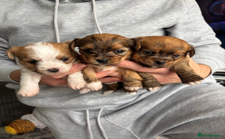 Mixed Breed dogs - Advert 11