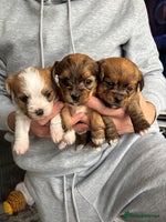 Mixed Breed dogs - Advert 3