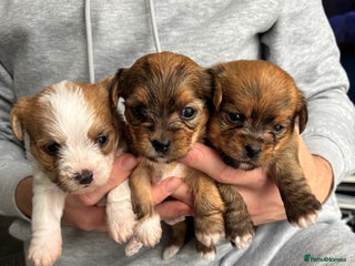 Mixed Breed dogs - Advert 2