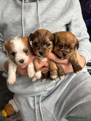 Mixed Breed dogs - Advert 2