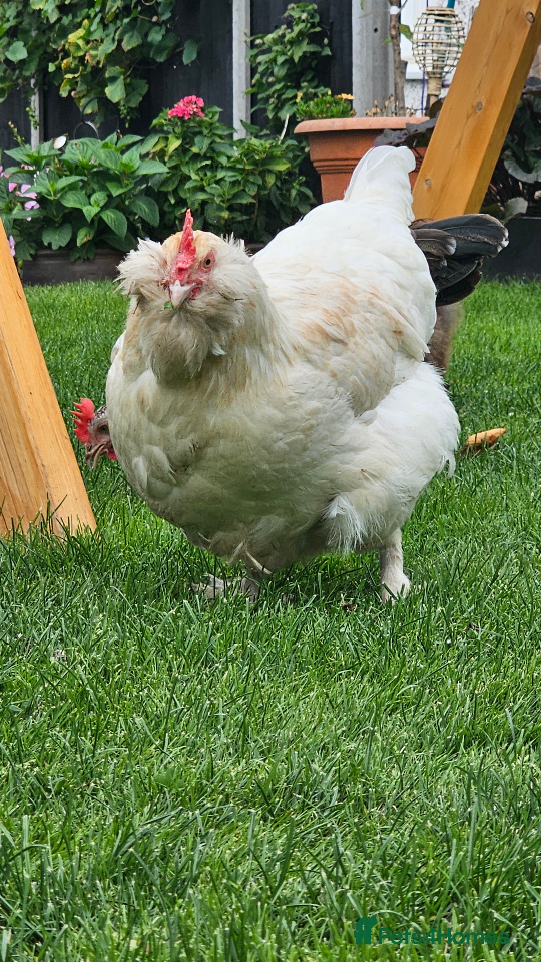 Hens poultry for sale: Hens for sale. - Image 4