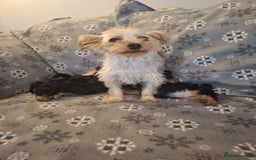 Yorkshire Terrier dogs for sale: Miniature Yorkshire Terrier pups - Image 13