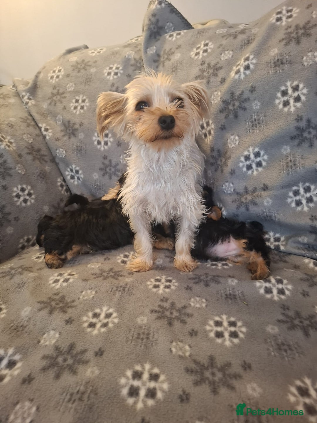 Yorkshire Terrier dogs for sale: Miniature Yorkshire Terrier pups - Image 13