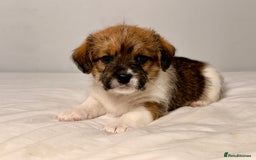 Mixed Breed dogs for sale: Stunning Jack tzu puppies. Jack Russell x Shih Tzu - Image 18