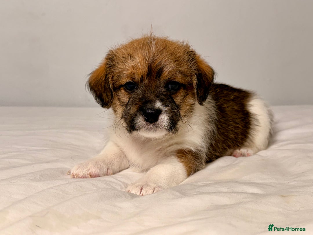 Mixed Breed dogs for sale: Stunning Jack tzu puppies. Jack Russell x Shih Tzu - Image 18