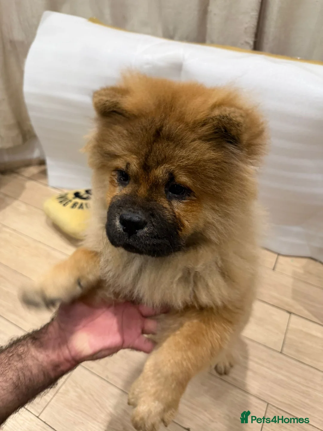 Chow Chow dogs for sale: Chow chow - Advert 11